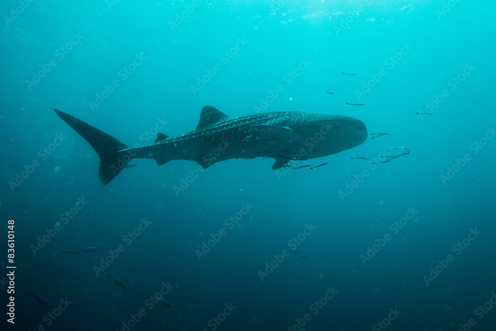 Obraz premium Whale shark swimming in ocean