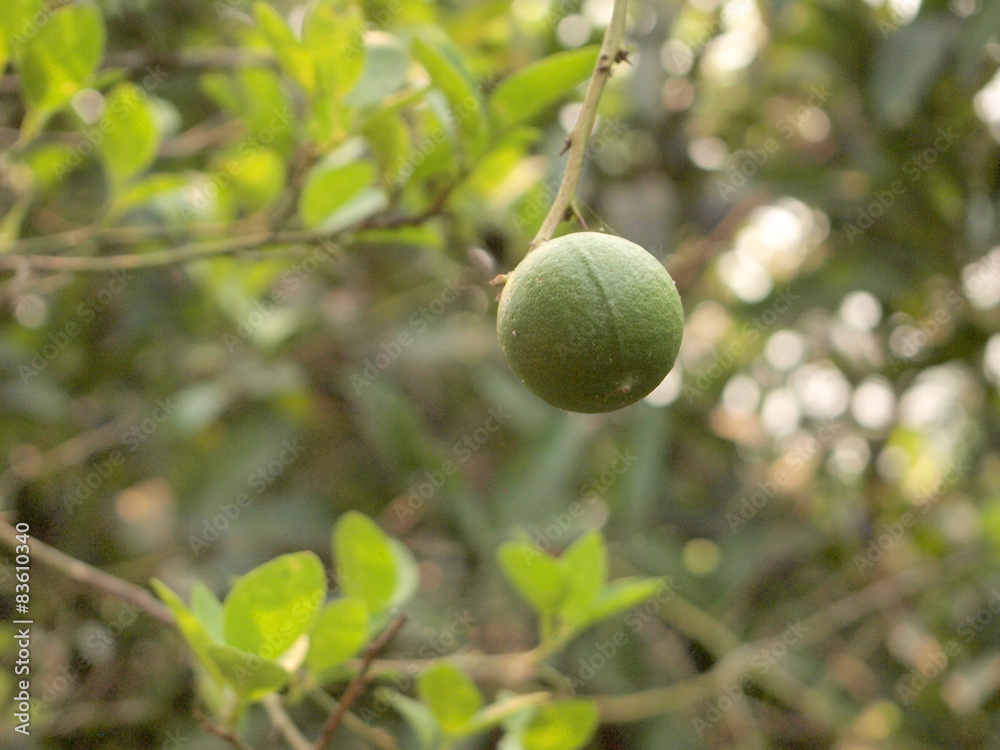 Lime green tree hanging from the branches of it Lime green tree hanging from the branches of it