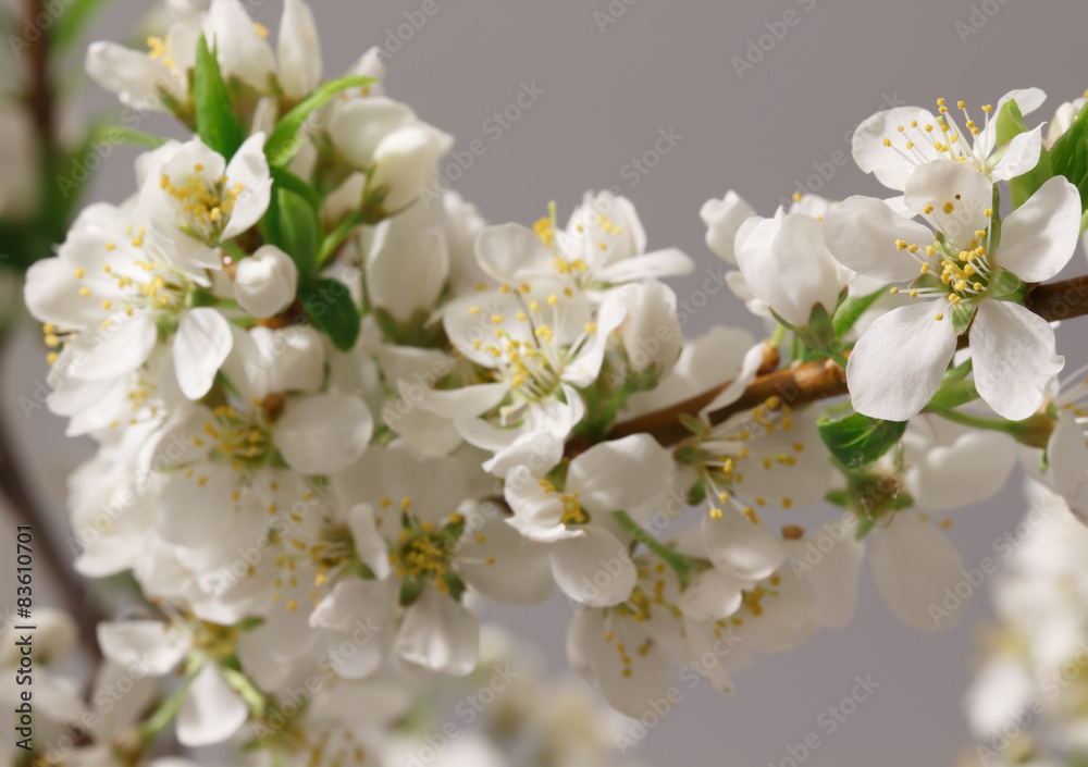 Spring flowering