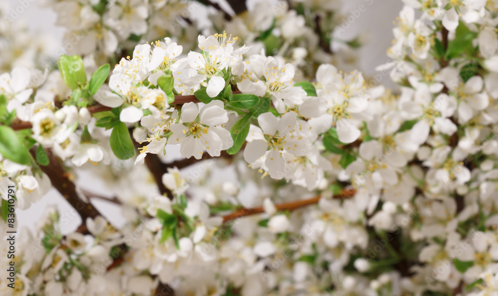 Spring flowering