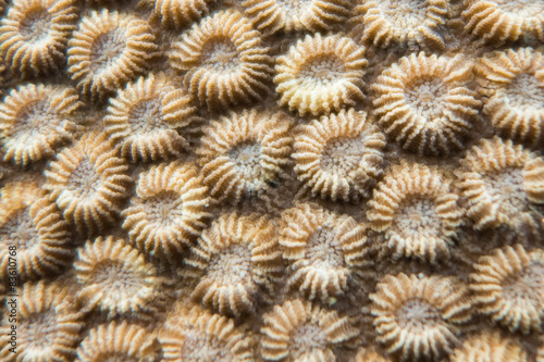 Close-up of the polyps of coral