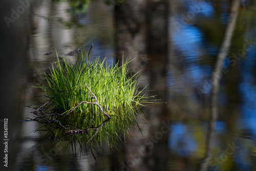 Tuft of green grass in wate...
