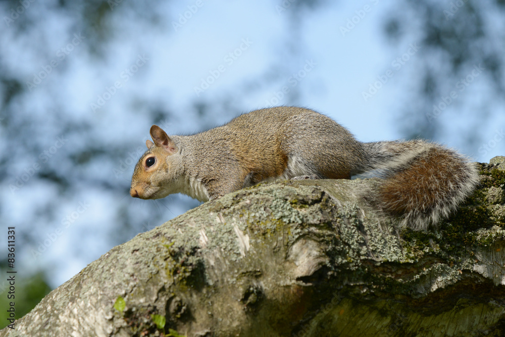 Gray Squirrel, Squirrel, Sciurus carolinensis Gray Squirrel, Squirrel, Sciurus carolinensis