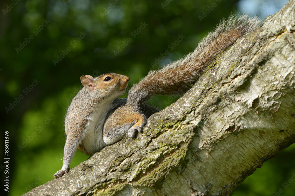 Gray Squirrel, Squirrel, Sciurus carolinensis
