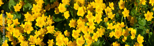 Yellow flowers big size panorama
 #83611589