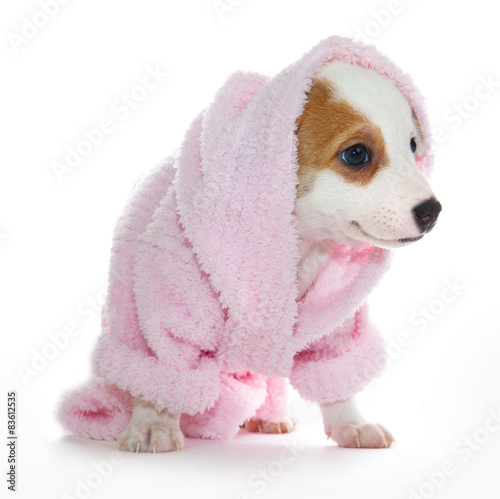 Puppy in a pink bathrobe after a spa treatment