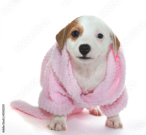 Puppy in a pink bathrobe after a spa treatment