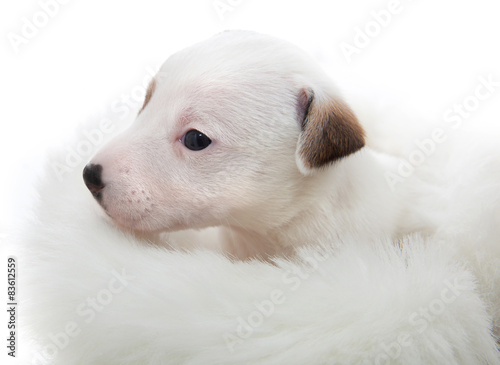 puppy jack russell terrier © rasskaz