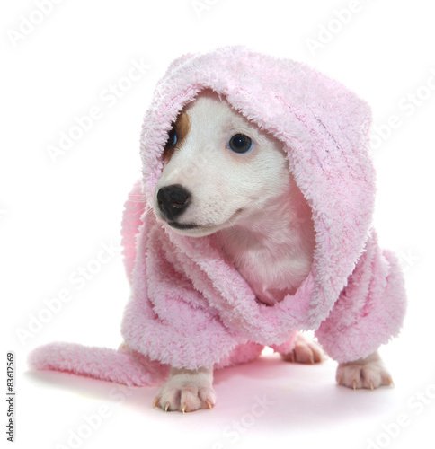 Puppy in a pink bathrobe after a spa treatment