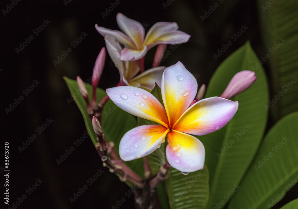 Fototapeta premium Frangipani