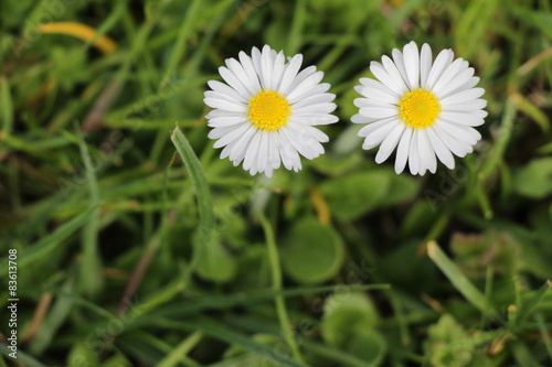 Zwei Gänseblümchen in der Wiese