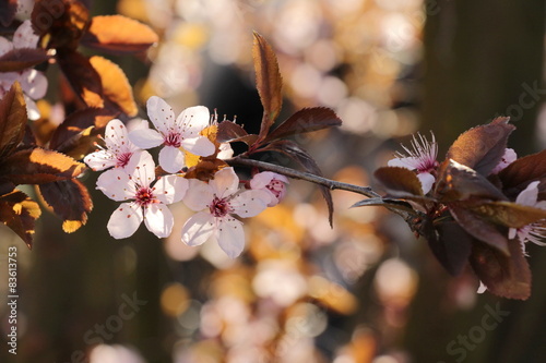 Zarte Blüten