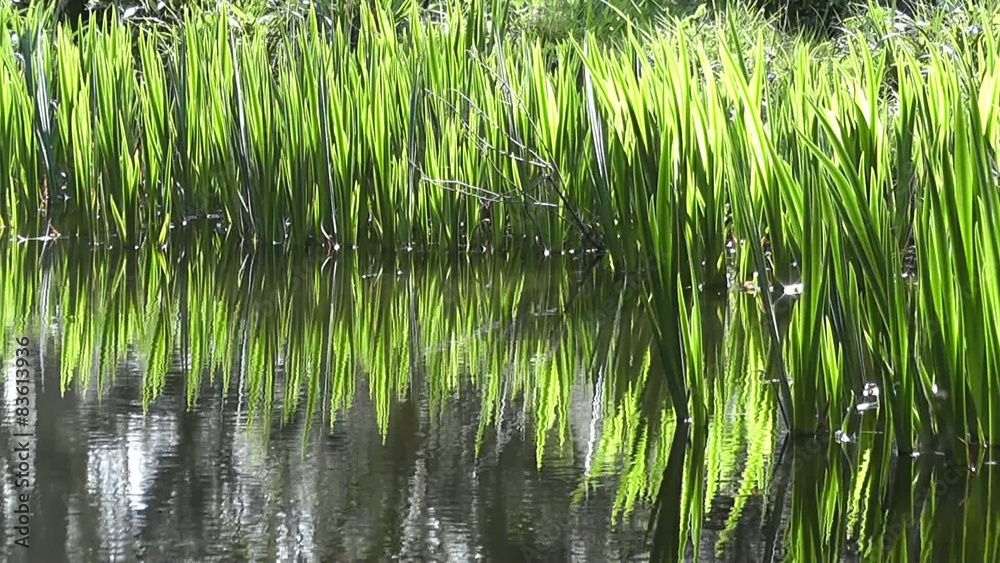 Tranquil Spring Reeds Water Reflection in Sunshine Tranquil Spring Reeds Water Reflection in Sunshine