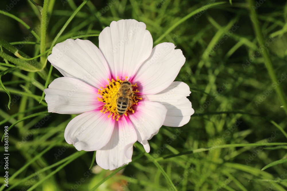 Cosmea im Garten Cosmea im Garten