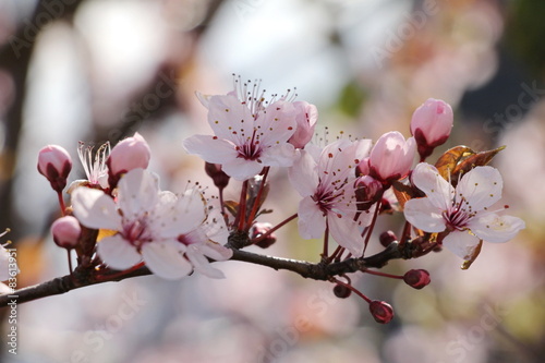 Zarte Blüten