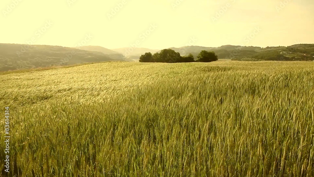 Golden wheat field landscape