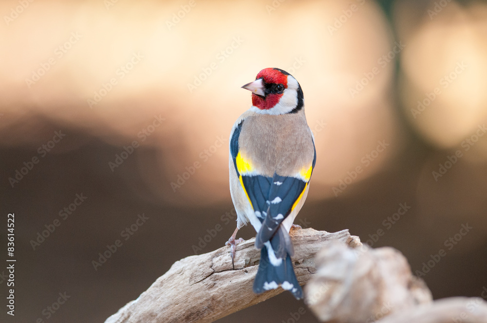 Cardellino