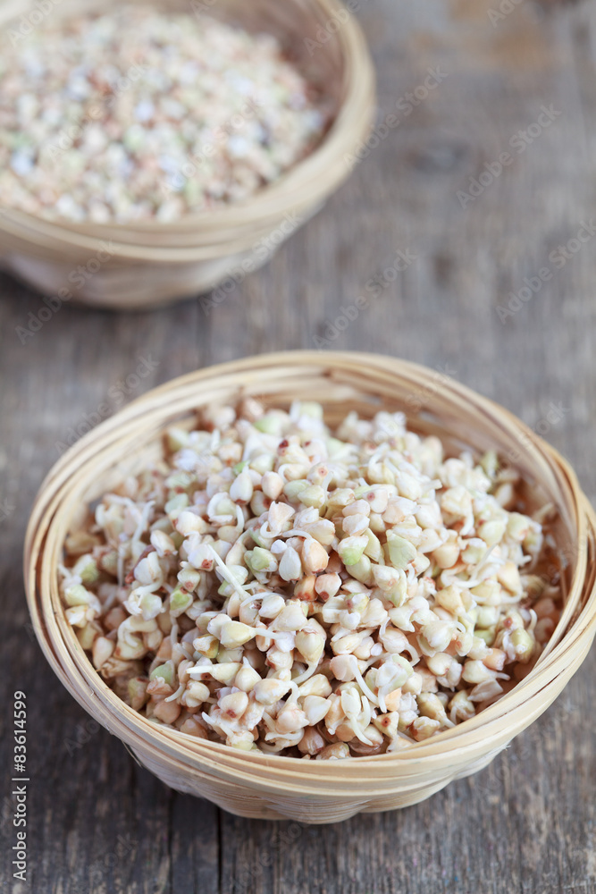 Green buckwheat sprouts in a bowl, close up, selective focus Green buckwheat sprouts in a bowl, close up, selective focus