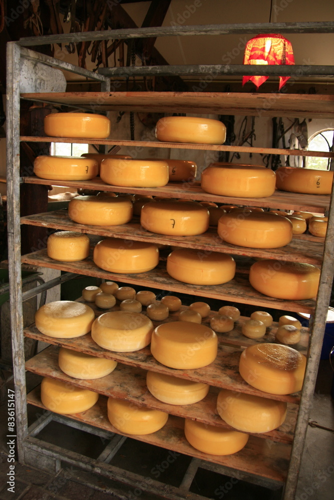 Gouda cheeses on a shelf in a farm