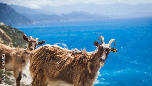 Freilaufende Ziegen auf Korsika