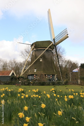 Windmill in the Netherlands, with flowers in the foreground