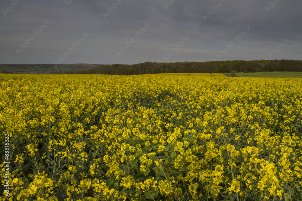 rapeseed field in countryside