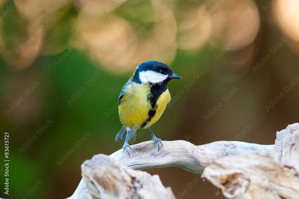 Obraz premium Cincia