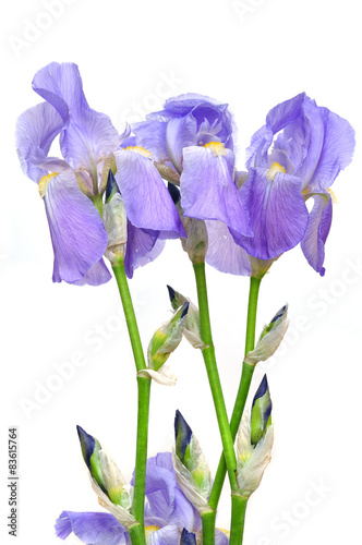 Purple iris flower, isolated on white