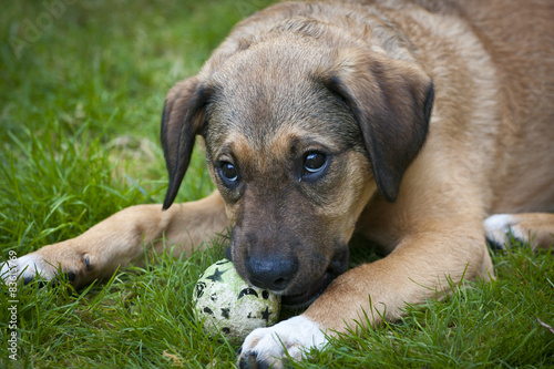 Puppy with toy with puppy dog eyes