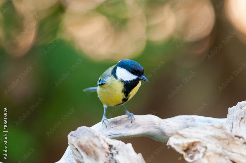 Fototapeta premium Cincia