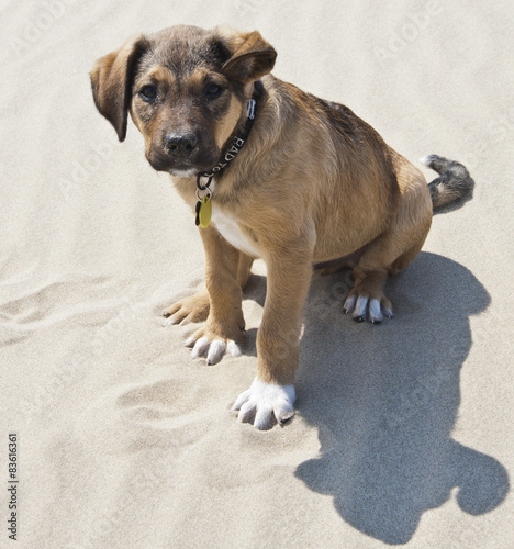Puppy sitting in sand