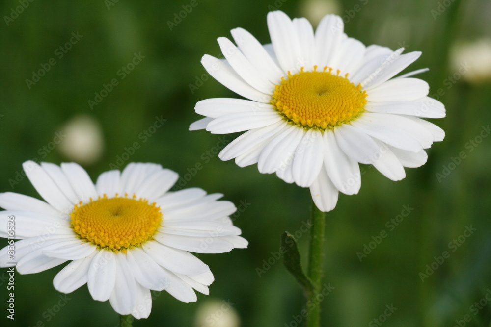 Margeriten in der Wiese Margeriten in der Wiese