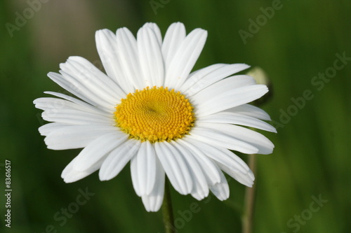 Margeriten in der Wiese
