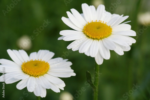 Margeriten in der Wiese