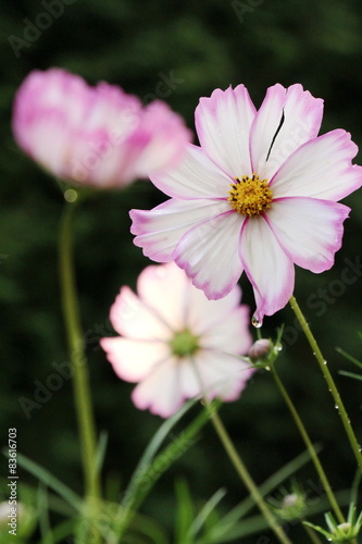 Cosmea im Garten