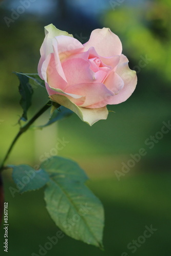 Rosen im Garten