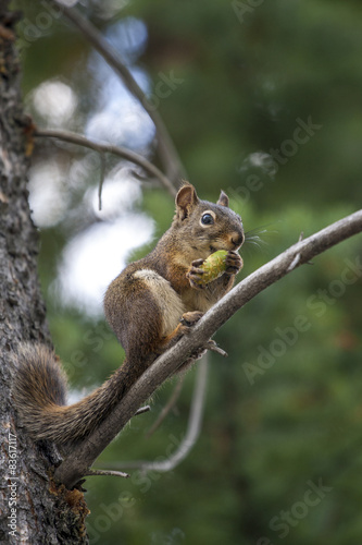 Wild Squirrel eating Pine Cone