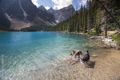Two dogs playing in the water of Lake Louise near Banff Alberta
