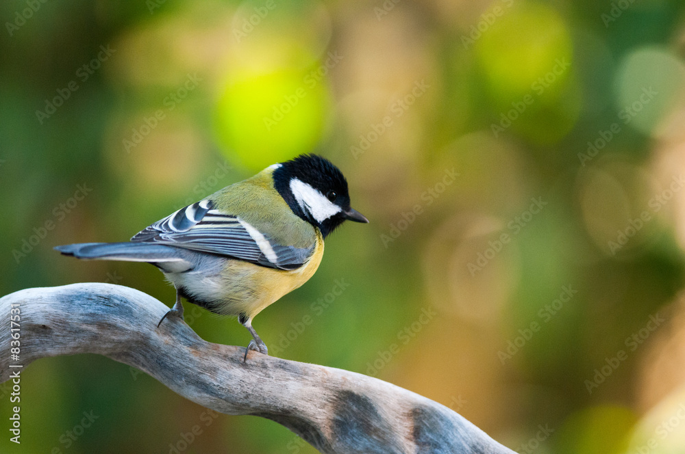 Fototapeta premium Cincia