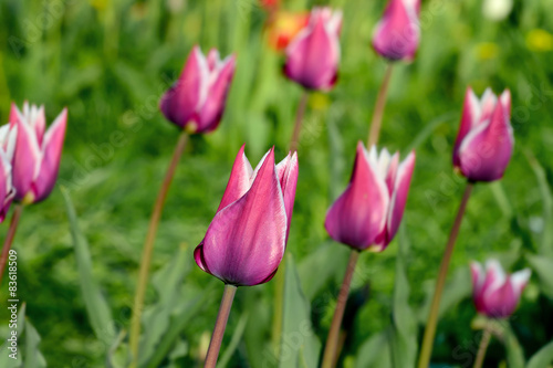 Red-white tulips closeup