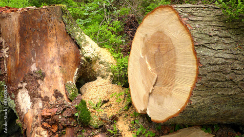 Holz