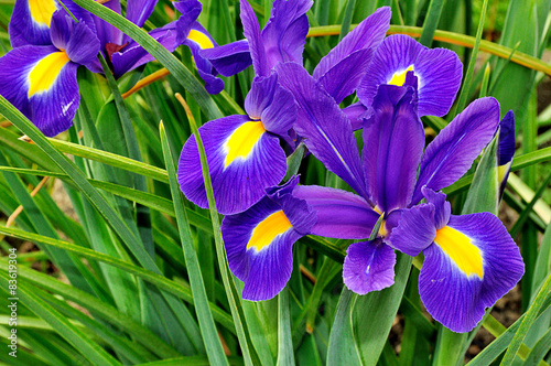 Iris des jardins en gros plan