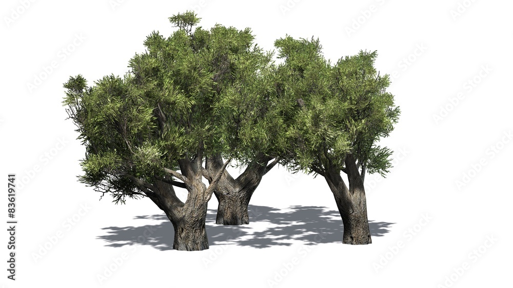 Obraz premium olive tree cluster african - isolated on white background