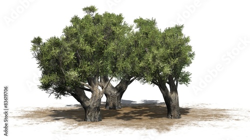 olive tree cluster african - isolated on white background