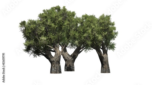olive tree cluster african - isolated on white background