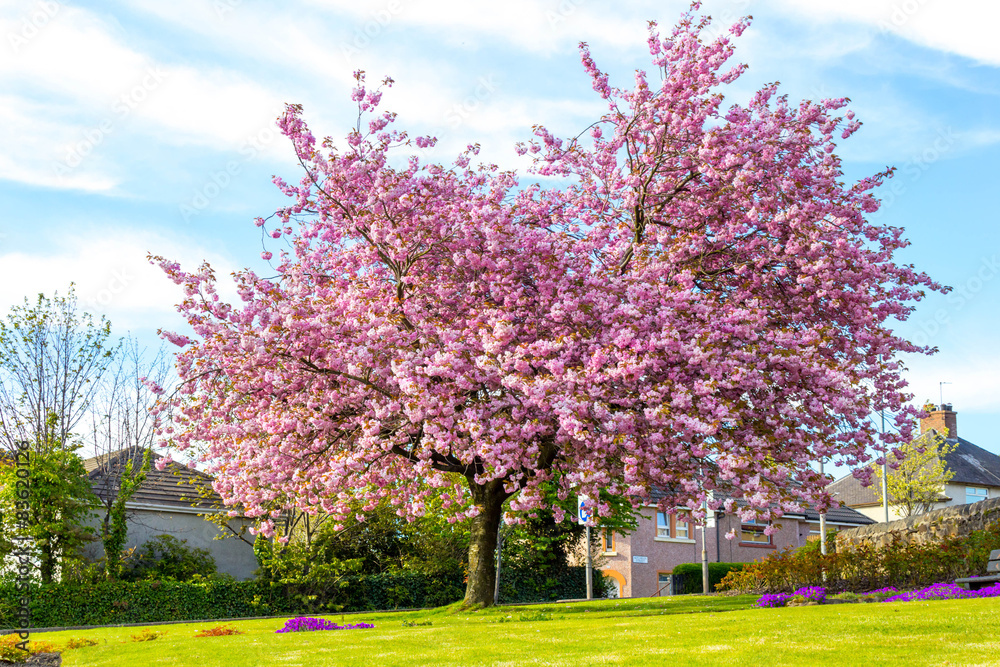 Obraz premium Beautiful Japanese cherry tree blossom against blue sky