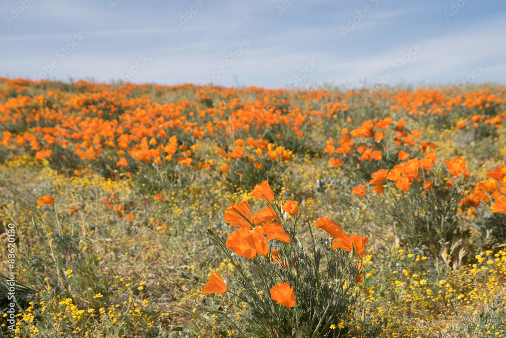 Antelope Valley Poppy Reserve, Kalifornien, USA