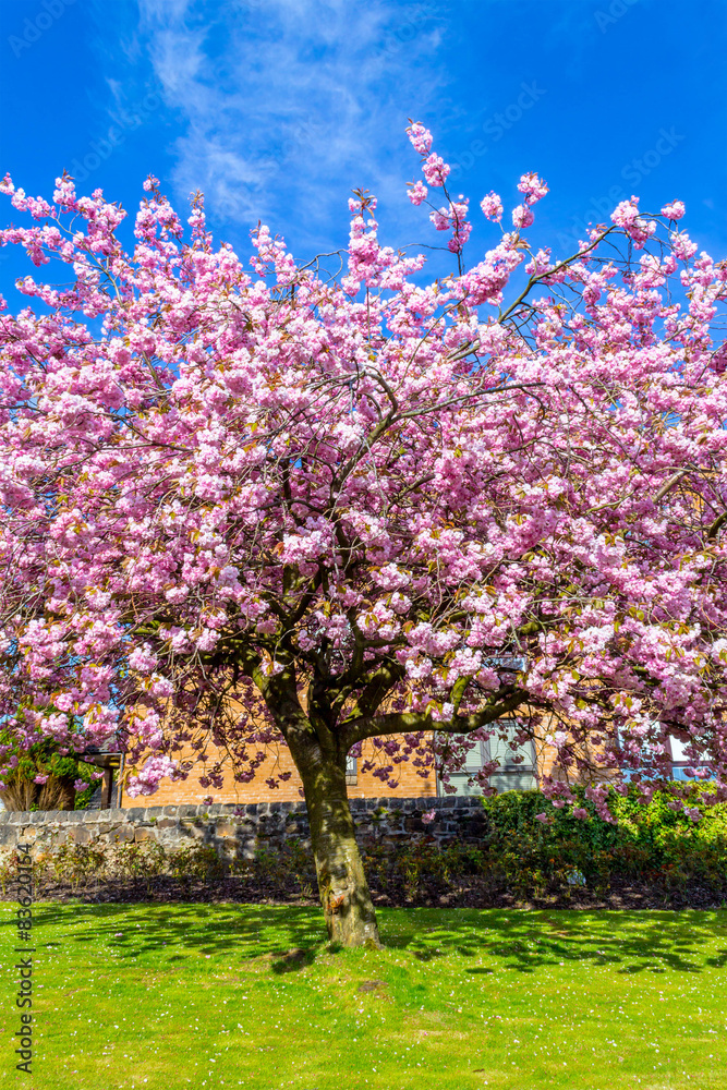 Beautiful Japanese cherry tree blossom against blue sky