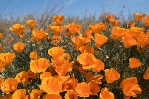 Antelope Valley Poppy Reserve, Kalifornien, USA photo