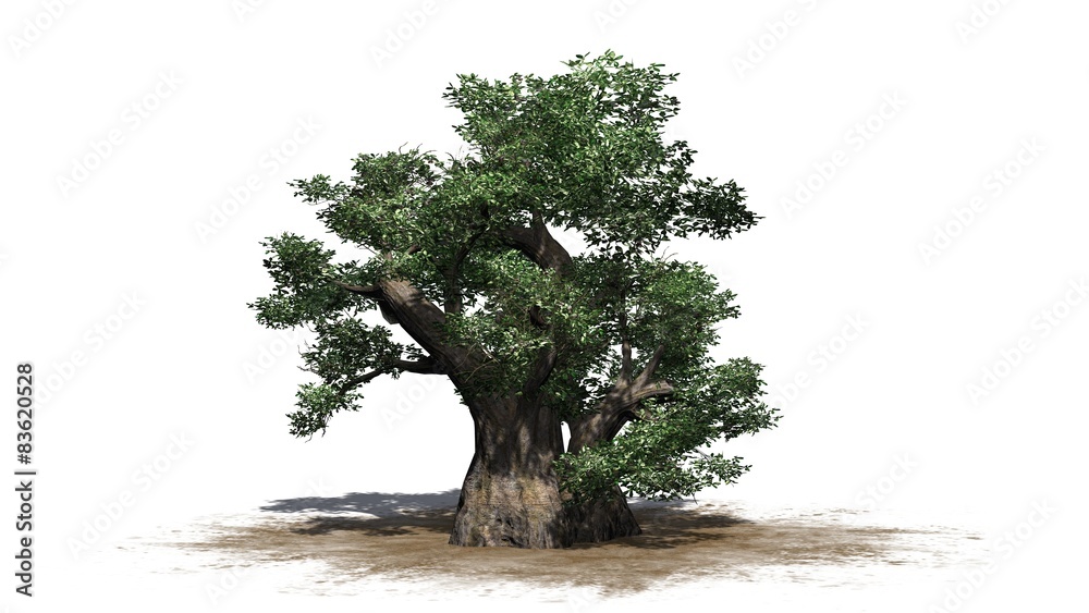 African Baobab tree - isolated on white background African Baobab tree - isolated on white background